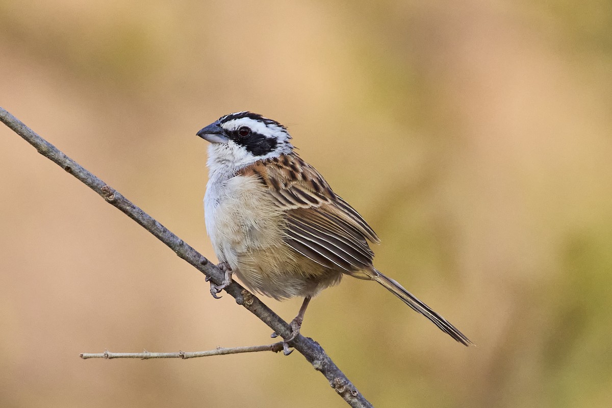 Stripe-headed Sparrow - Mark Stackhouse