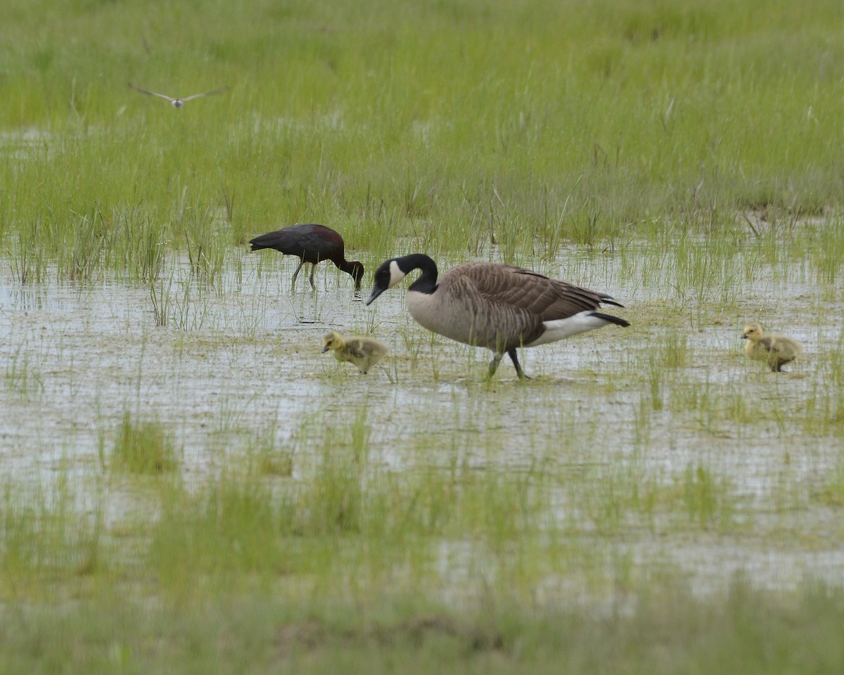 Canada Goose - David Kennedy