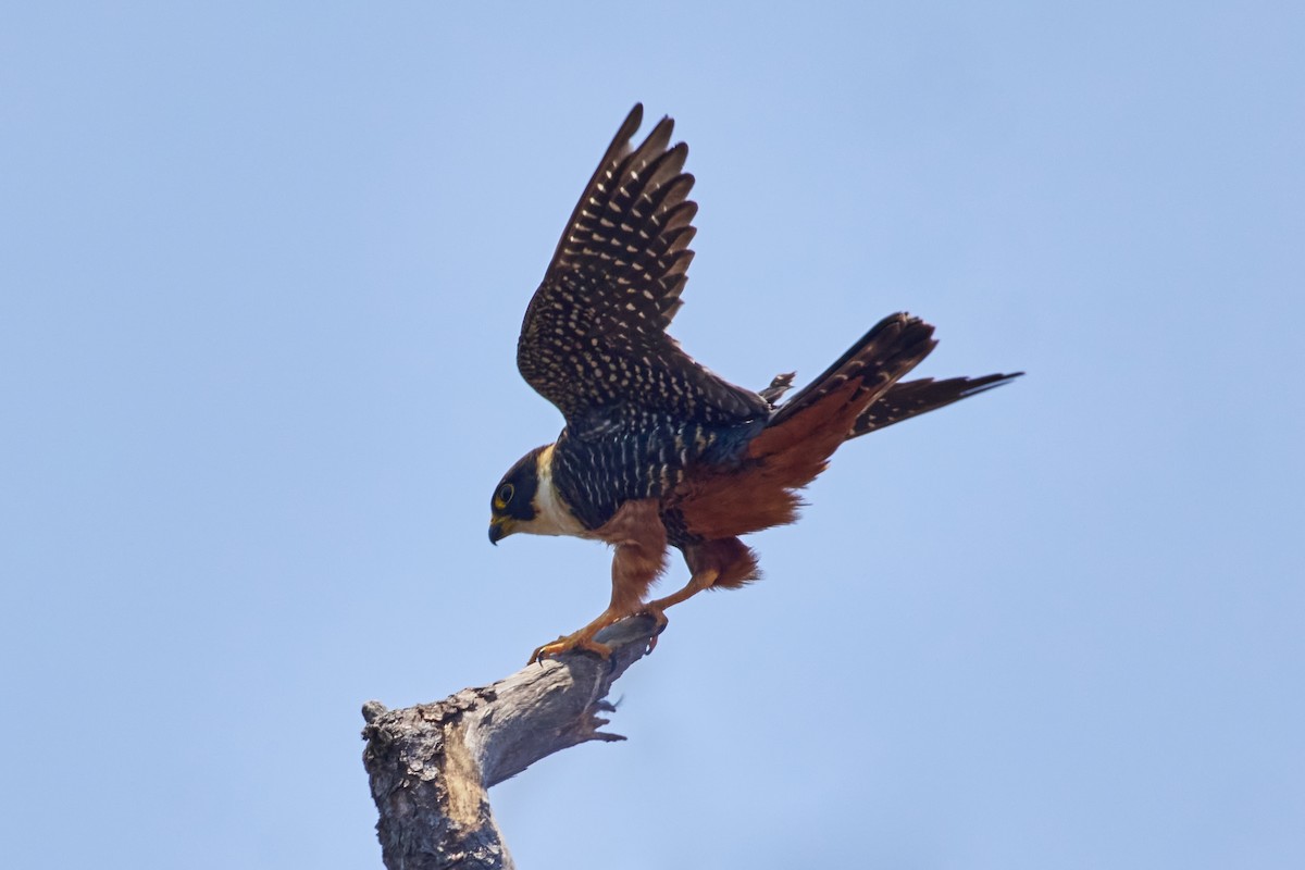 Bat Falcon - Mark Stackhouse