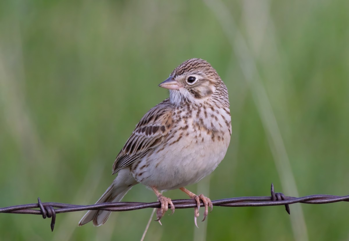 Vesper Sparrow - Scott Ray