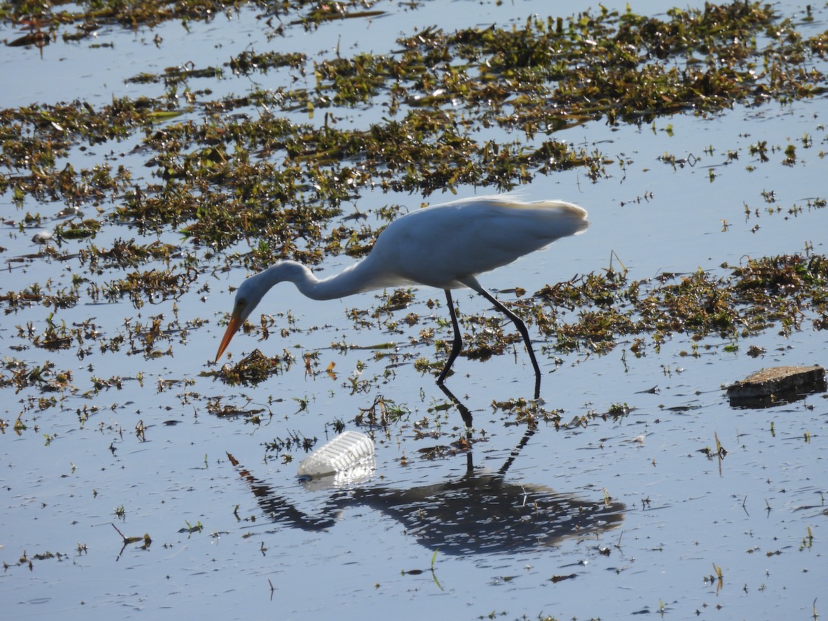 Medium Egret - ML619105523