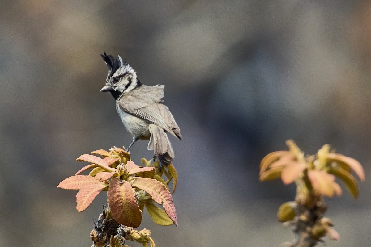 Bridled Titmouse - ML619105527