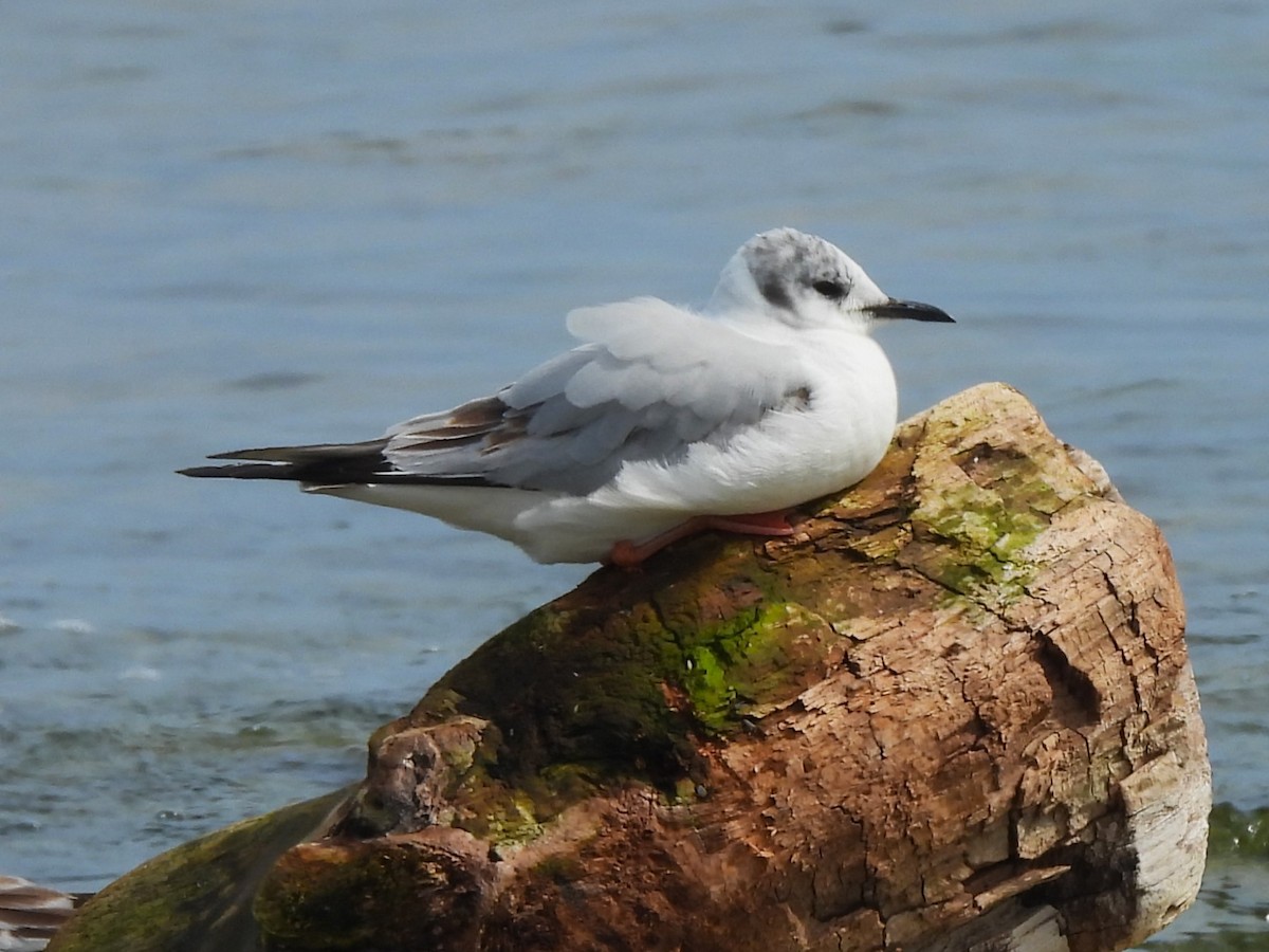 Bonaparte's Gull - ML619105533