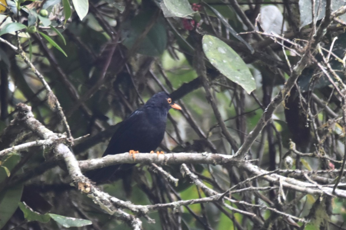 Glossy-black Thrush - ML619105534