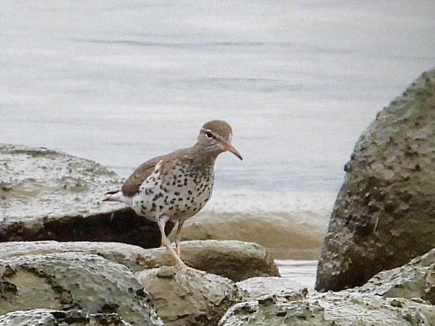 Spotted Sandpiper - Stella Miller