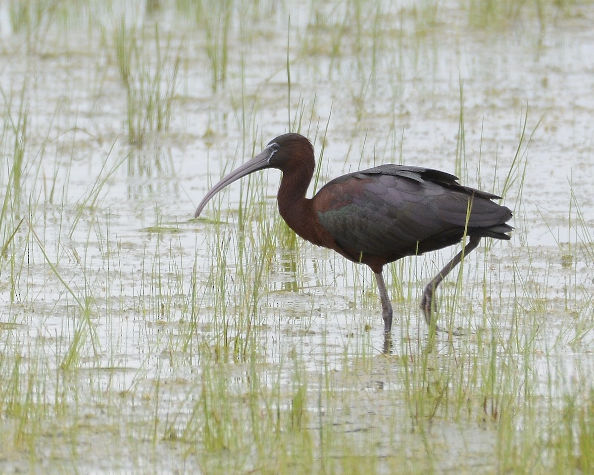 Glossy Ibis - David Kennedy