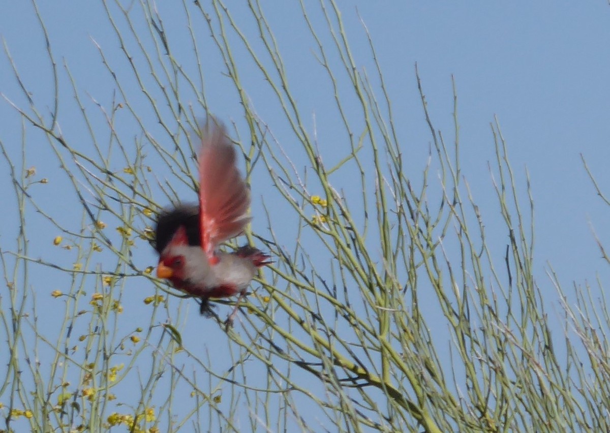 Pyrrhuloxia - Loren Quinby