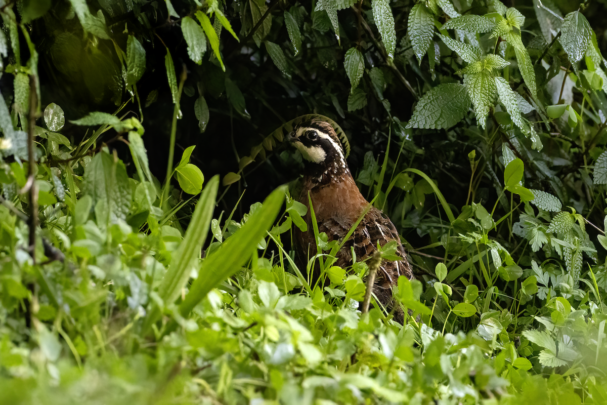 Northern Bobwhite - ML619105595