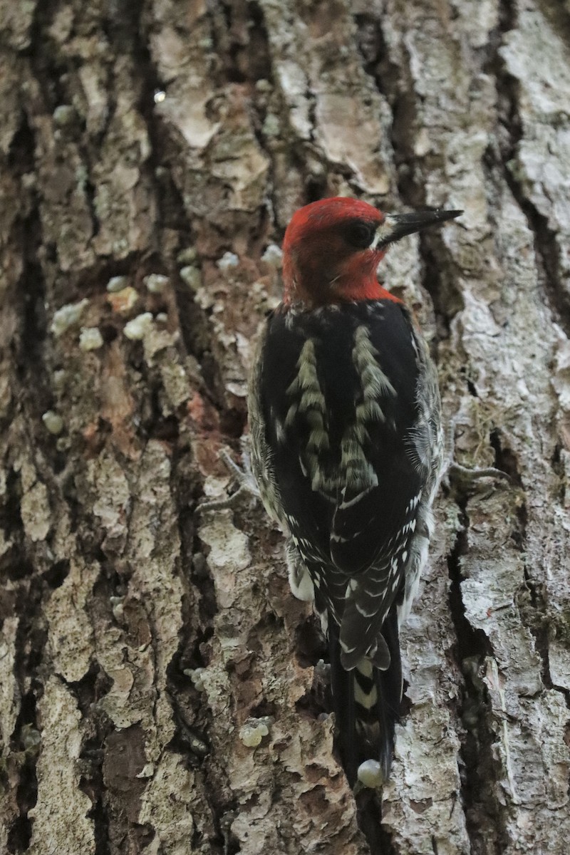 Red-breasted Sapsucker - ML619105599