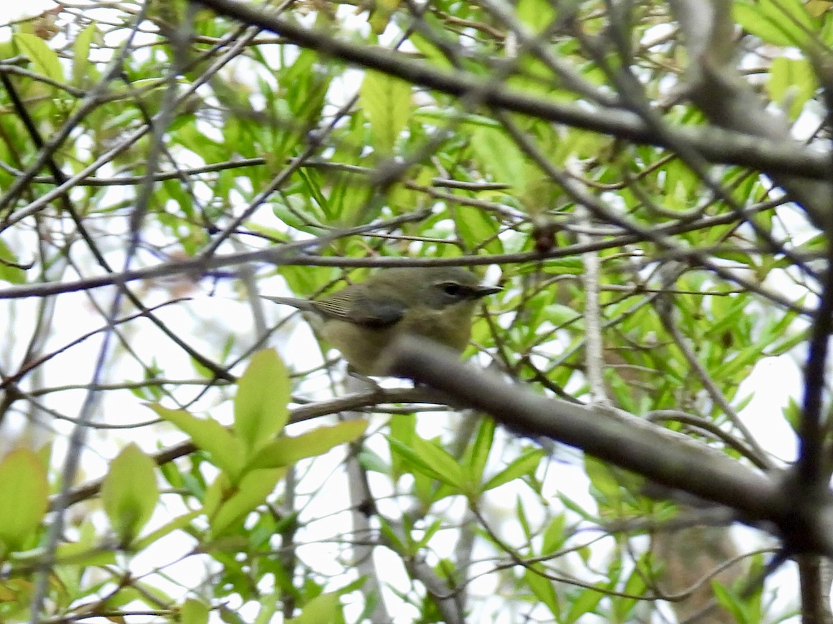 Black-throated Blue Warbler - Brad Smith