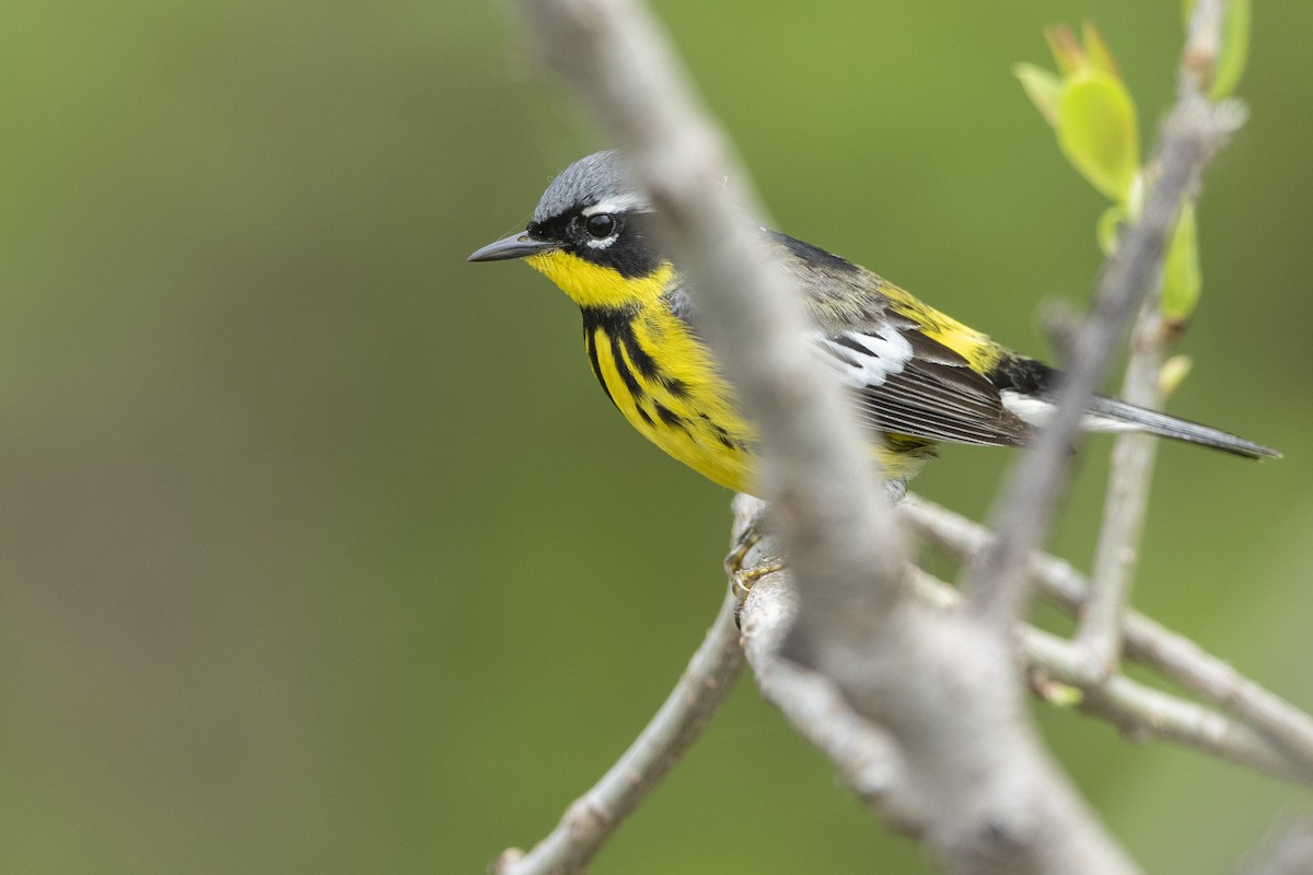 Magnolia Warbler - John Troth