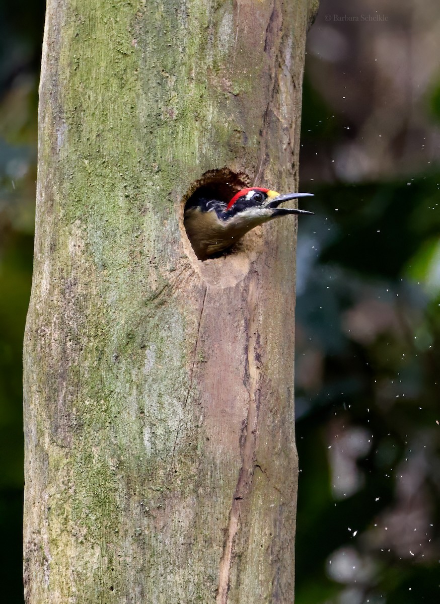 Black-cheeked Woodpecker - Barbara S