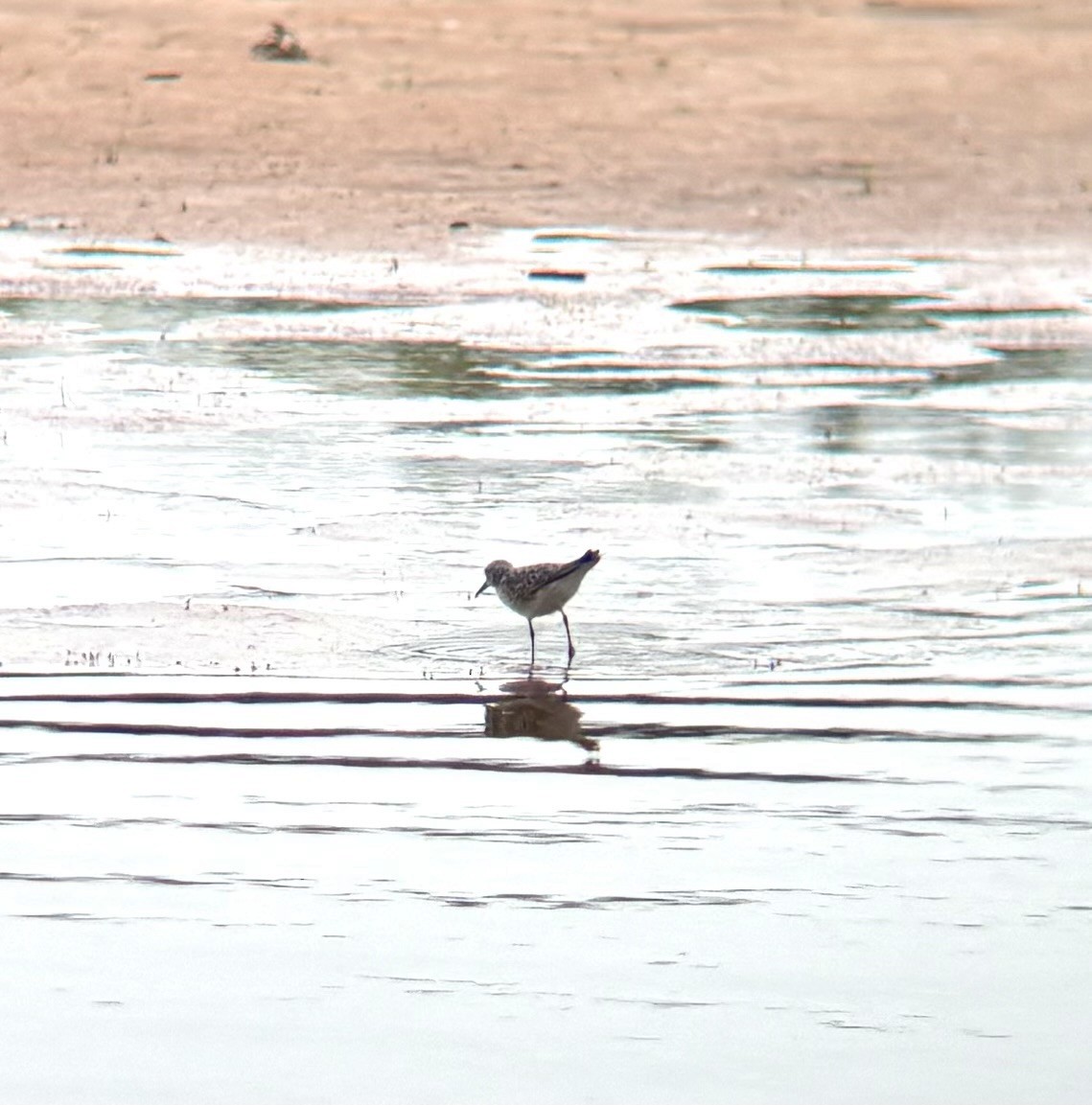 White-rumped Sandpiper - Braden Farris