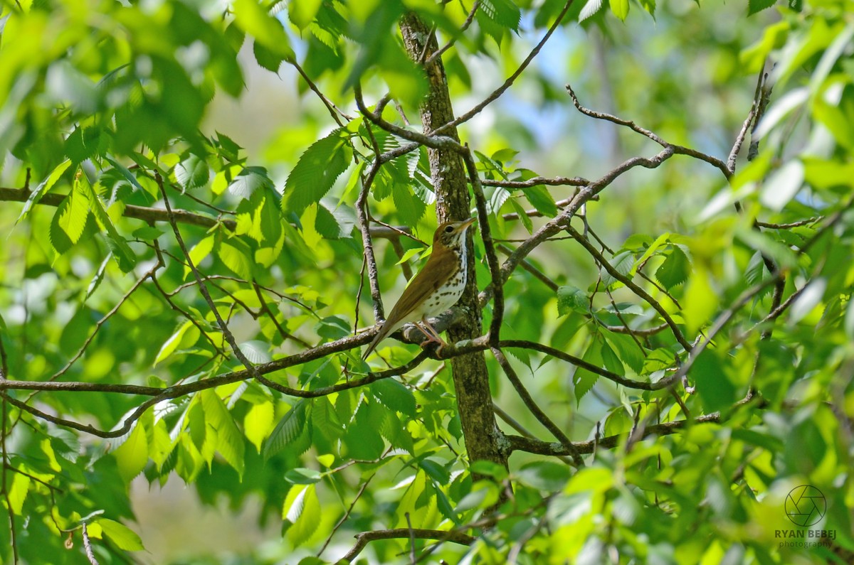 Wood Thrush - Ryan Bebej