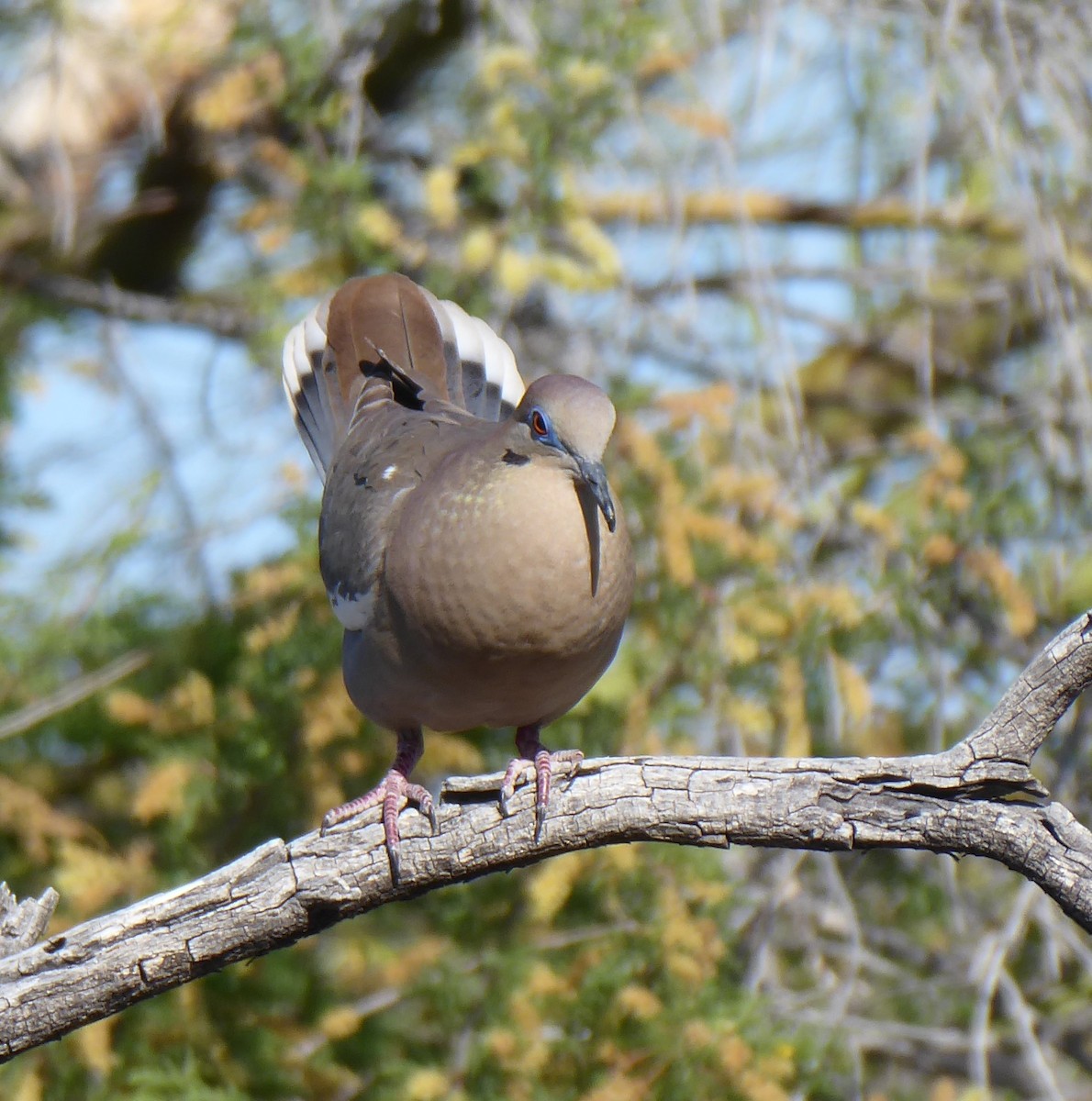 White-winged Dove - Loren Quinby