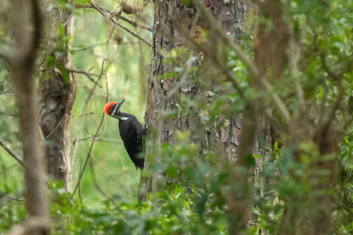 Pileated Woodpecker - Jamie Vidich