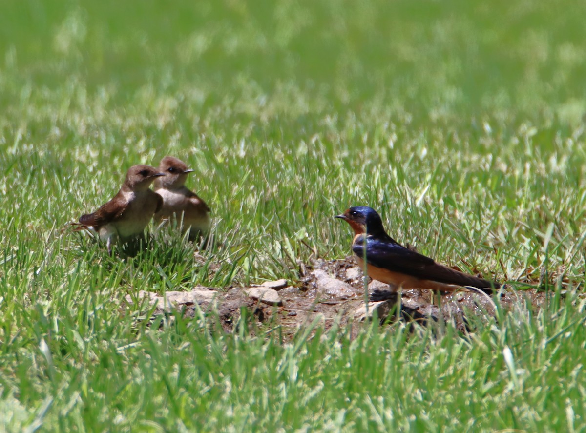 Barn Swallow - Ann Anderson