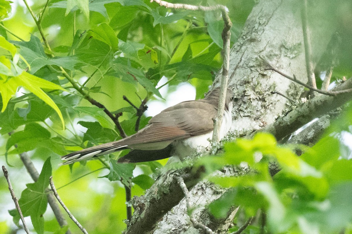 Yellow-billed Cuckoo - ML619105700