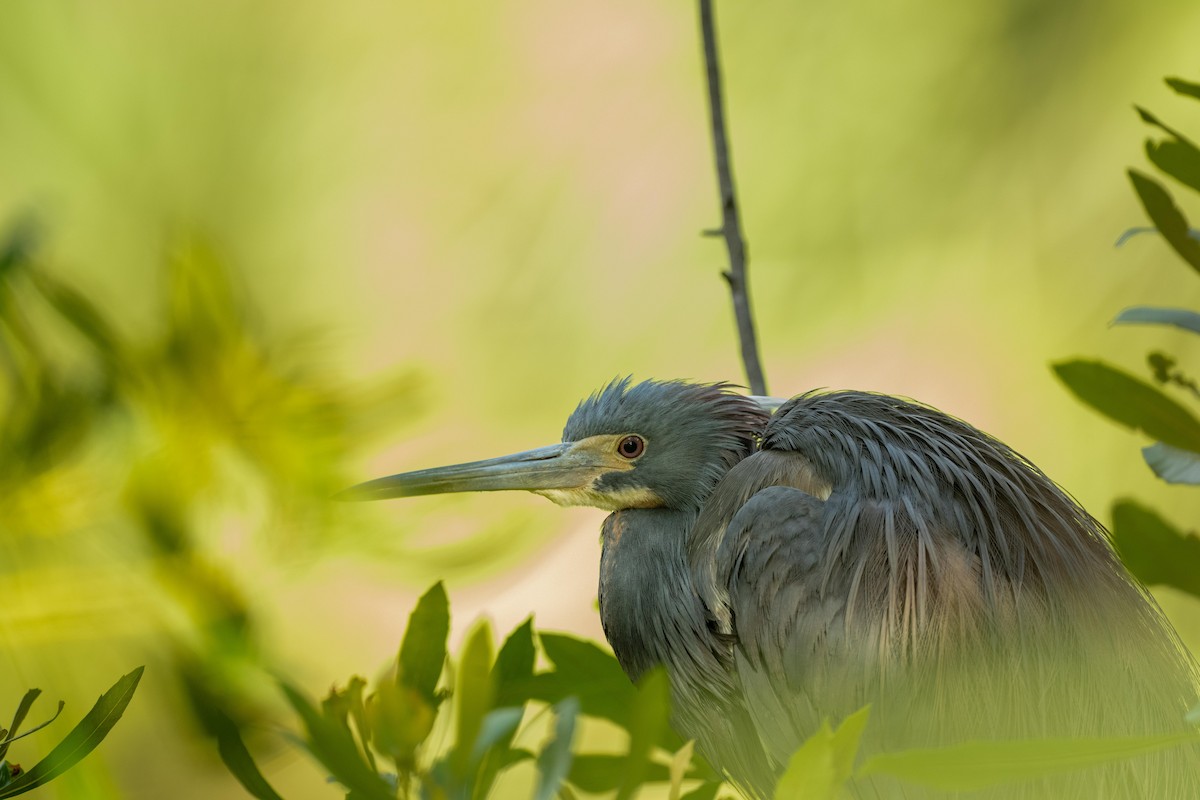 Tricolored Heron - ML619105706