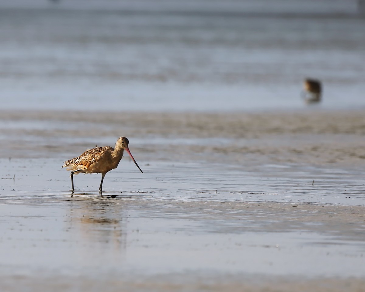 Marbled Godwit - ML61910571