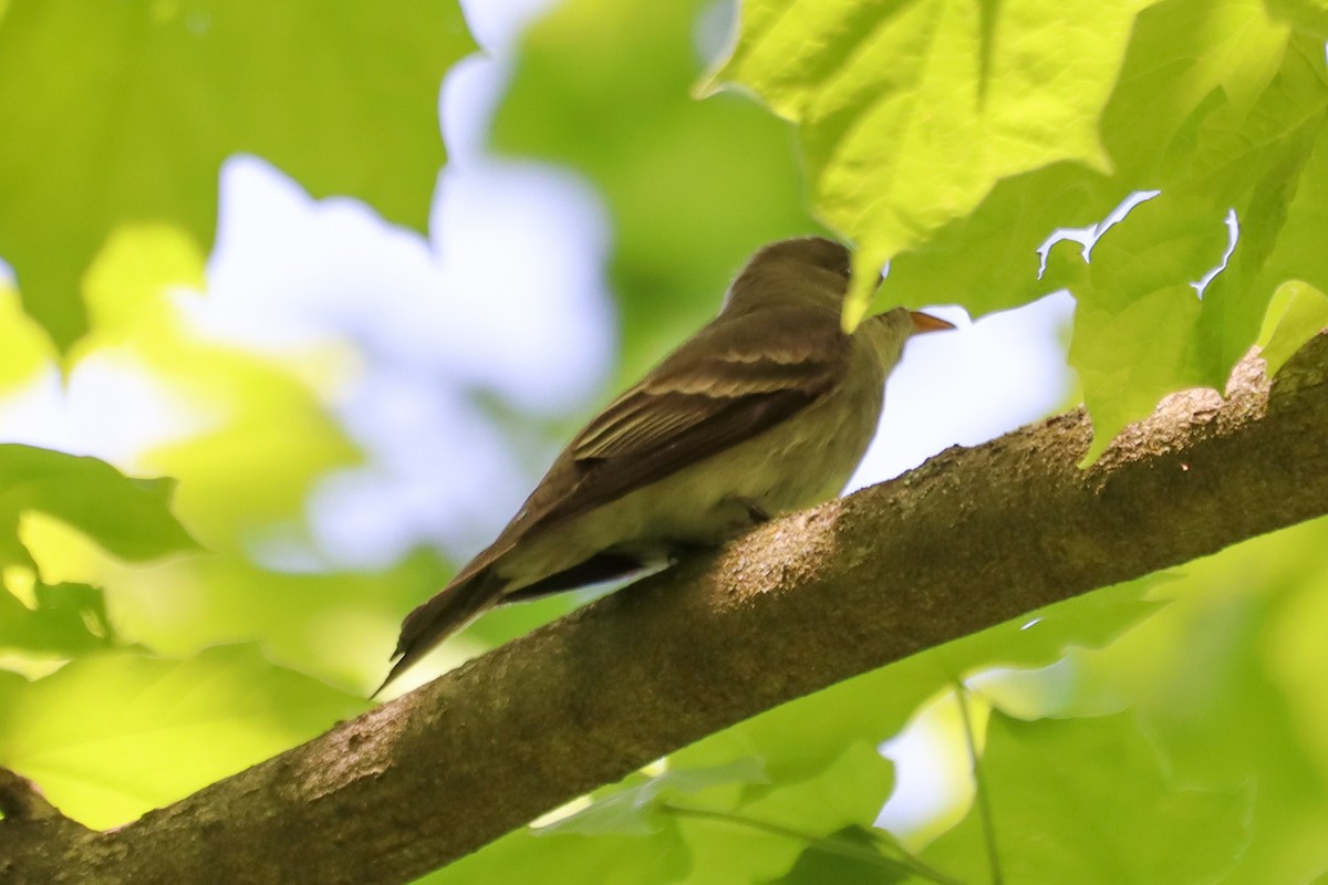 Acadian Flycatcher - Laura Brown