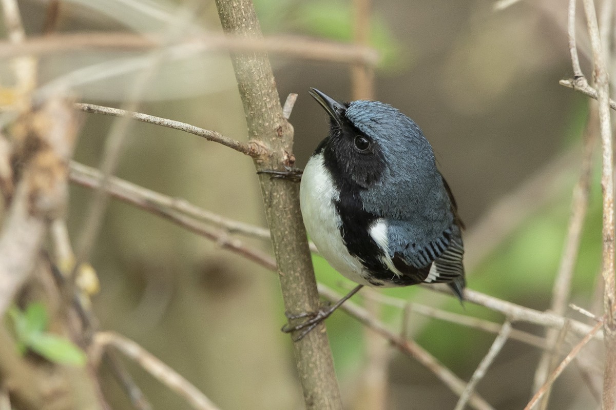 Black-throated Blue Warbler - John Troth