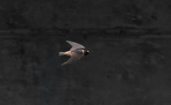 Cliff Swallow - Peter Blancher