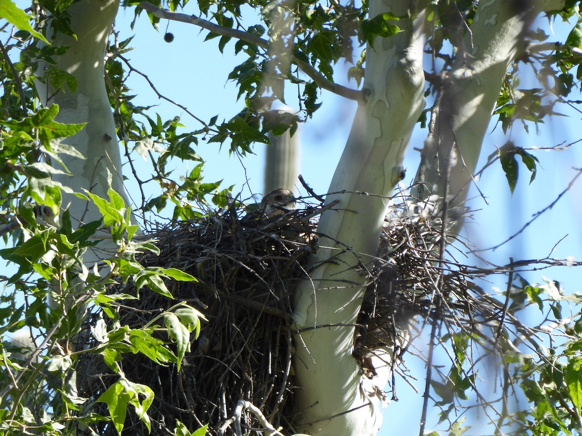 Cooper's Hawk - Loren Quinby