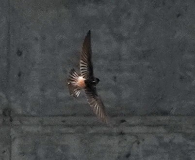 Cliff Swallow - Peter Blancher