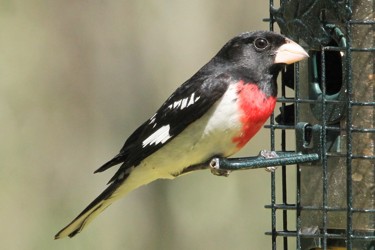 Rose-breasted Grosbeak - Brian Kozak