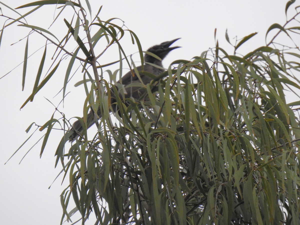 Helmeted Friarbird - Monica Mesch