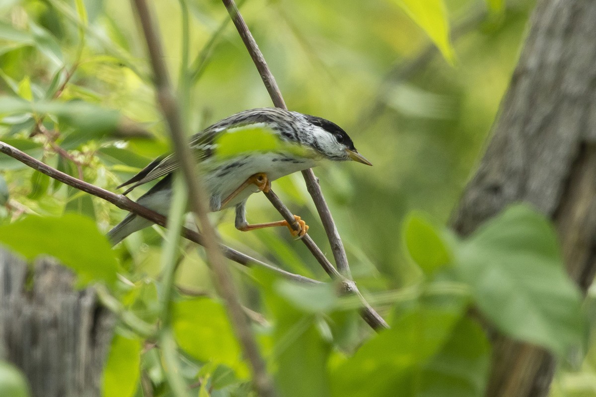 Blackpoll Warbler - John Troth