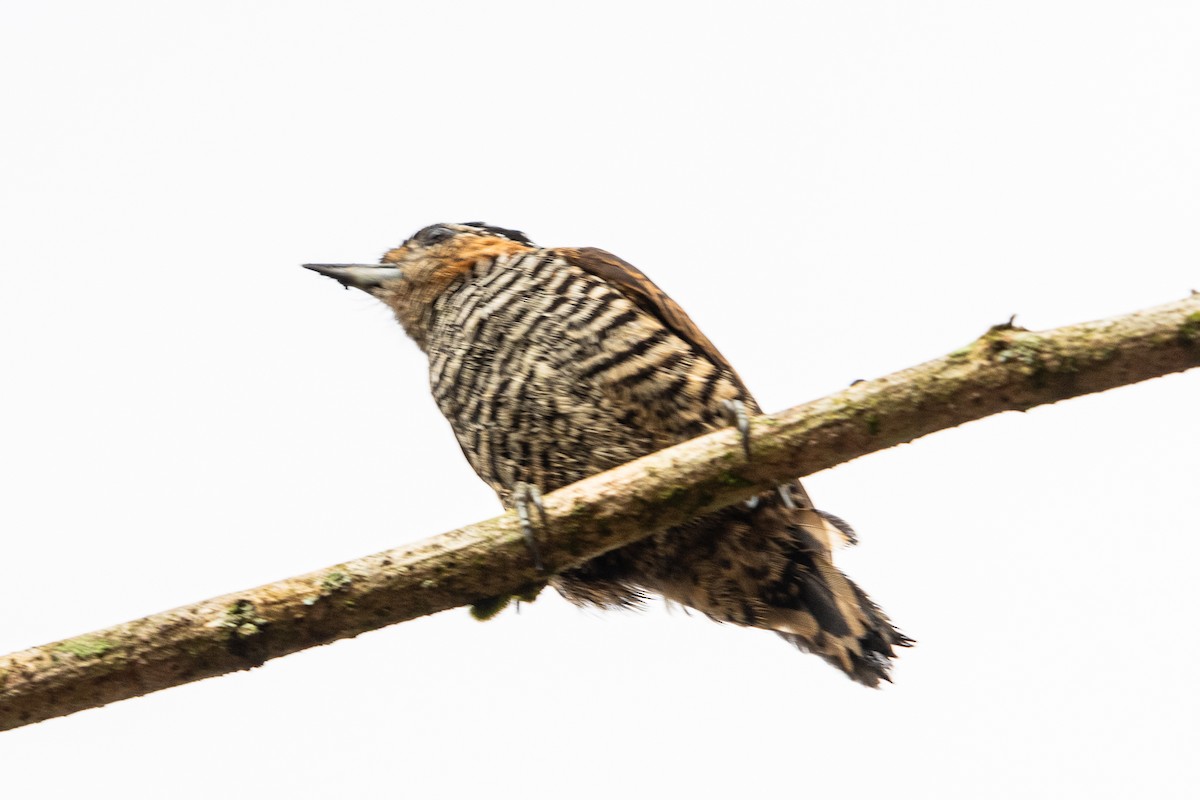 Ochre-collared Piculet - Christian Williams