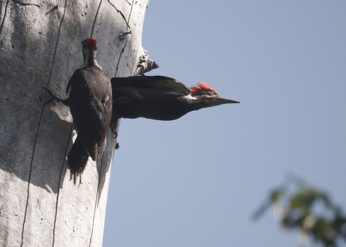 Pileated Woodpecker - Richard Niemeyer