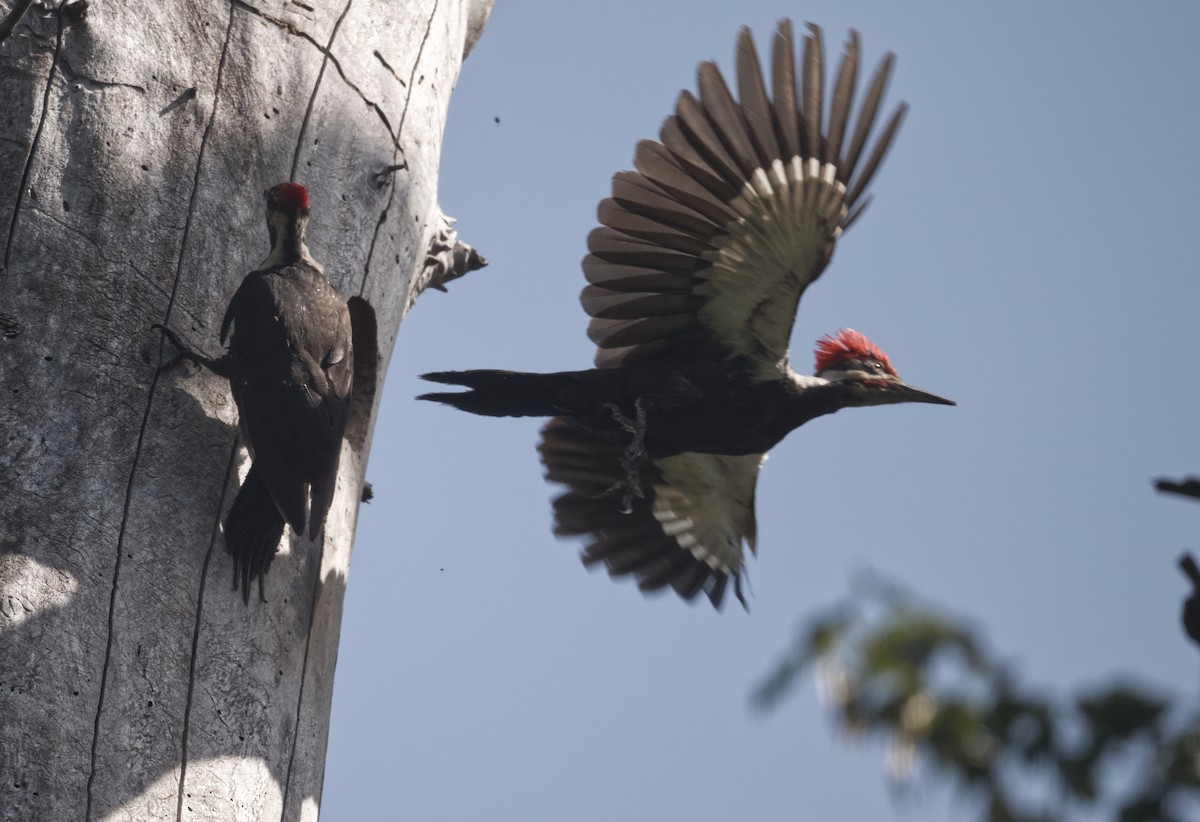 Pileated Woodpecker - Richard Niemeyer