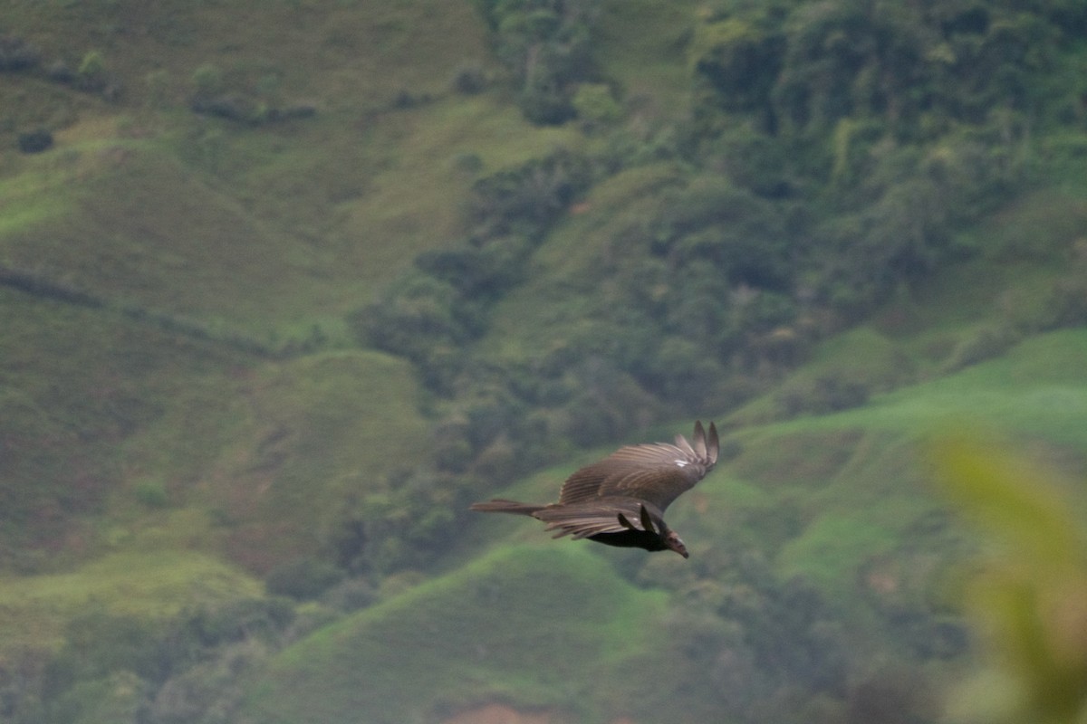 Turkey Vulture - FREDY HERNAN VALERO