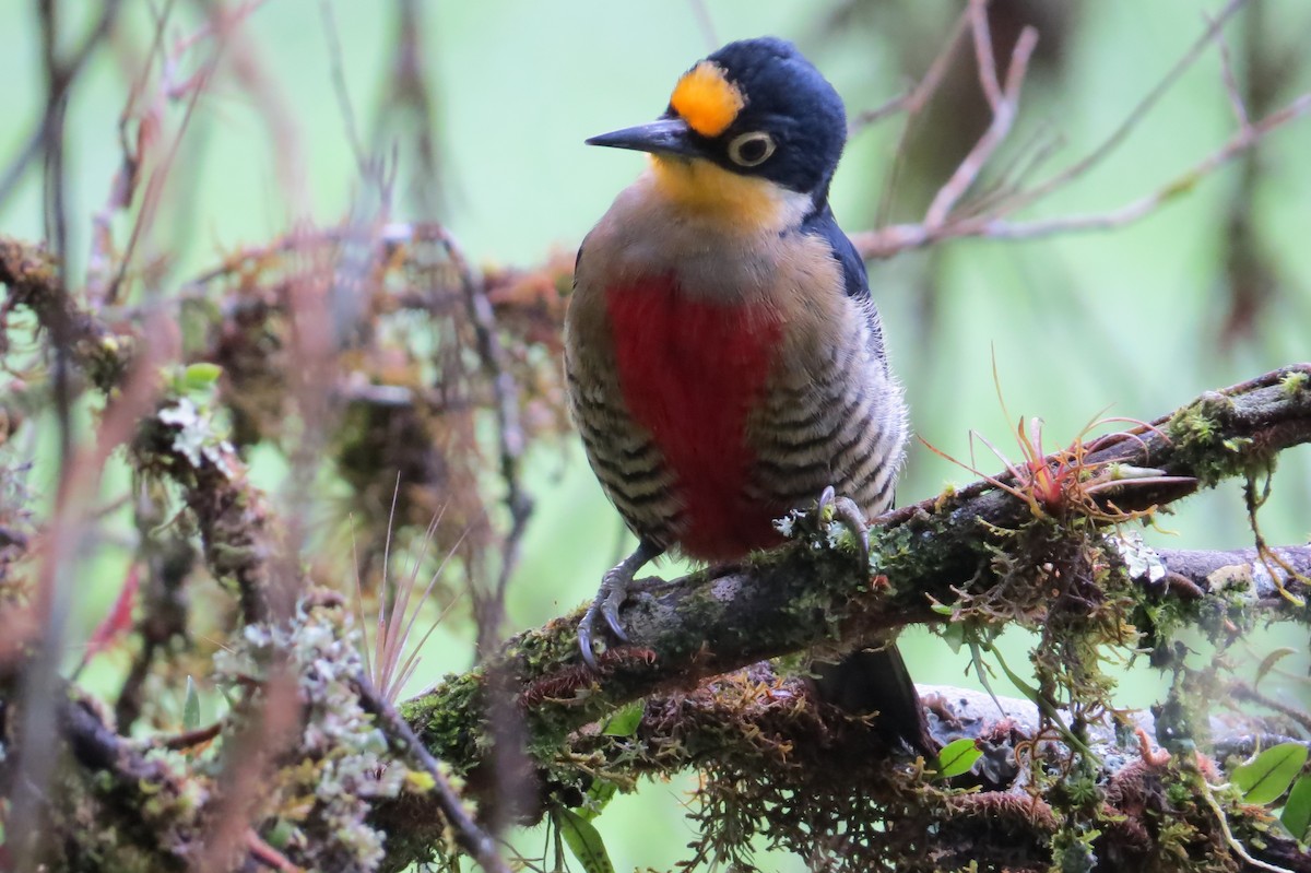 Yellow-fronted Woodpecker - Jonathan Ehlert