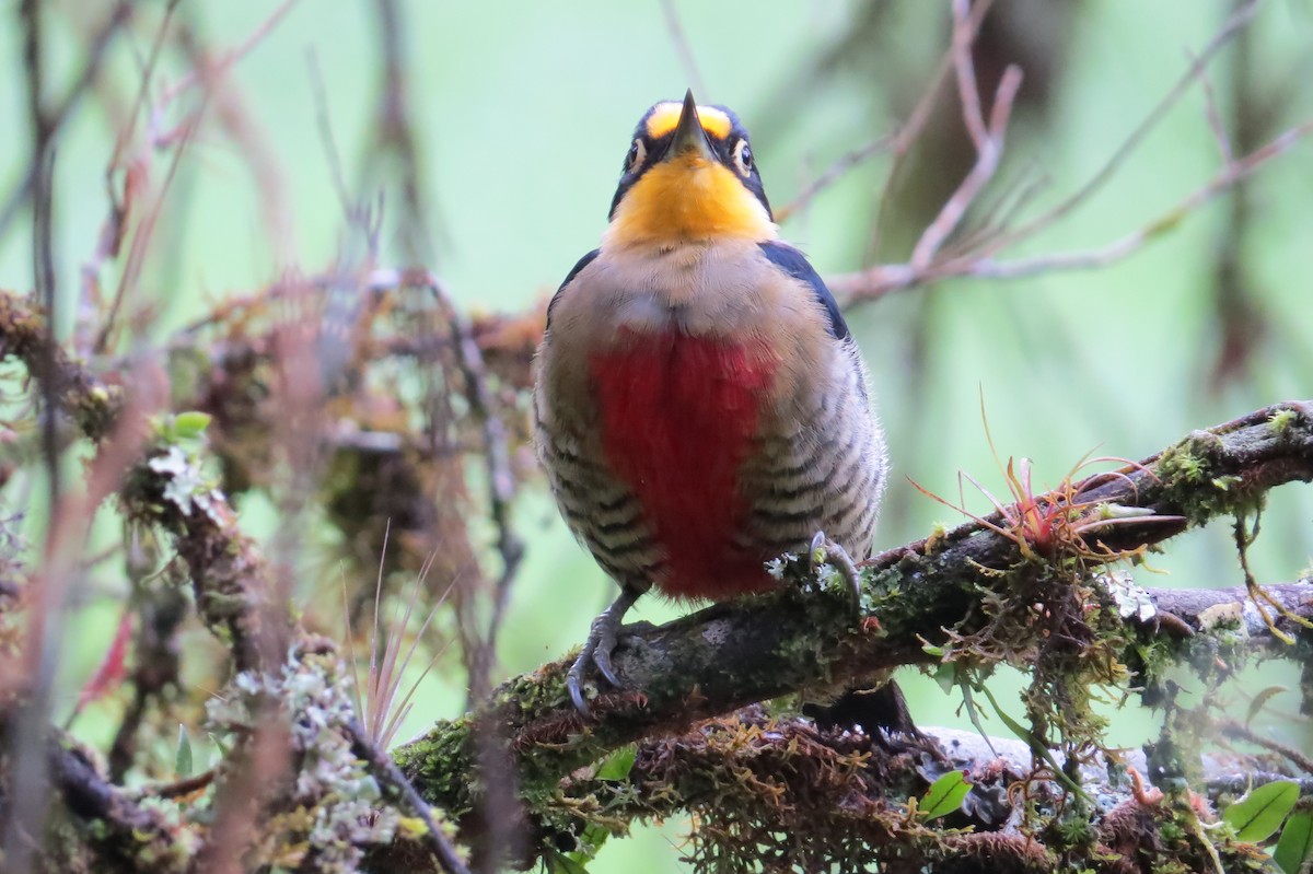 Yellow-fronted Woodpecker - Jonathan Ehlert