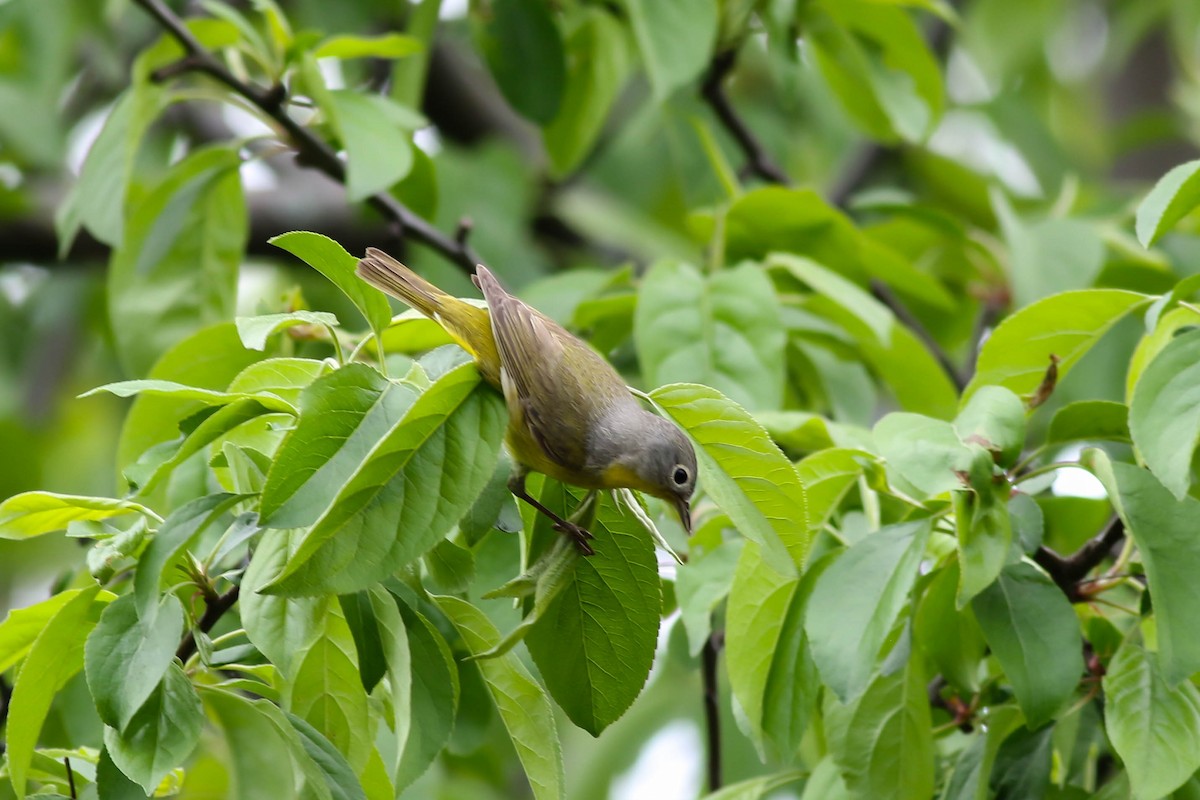 Nashville Warbler - François Rivet