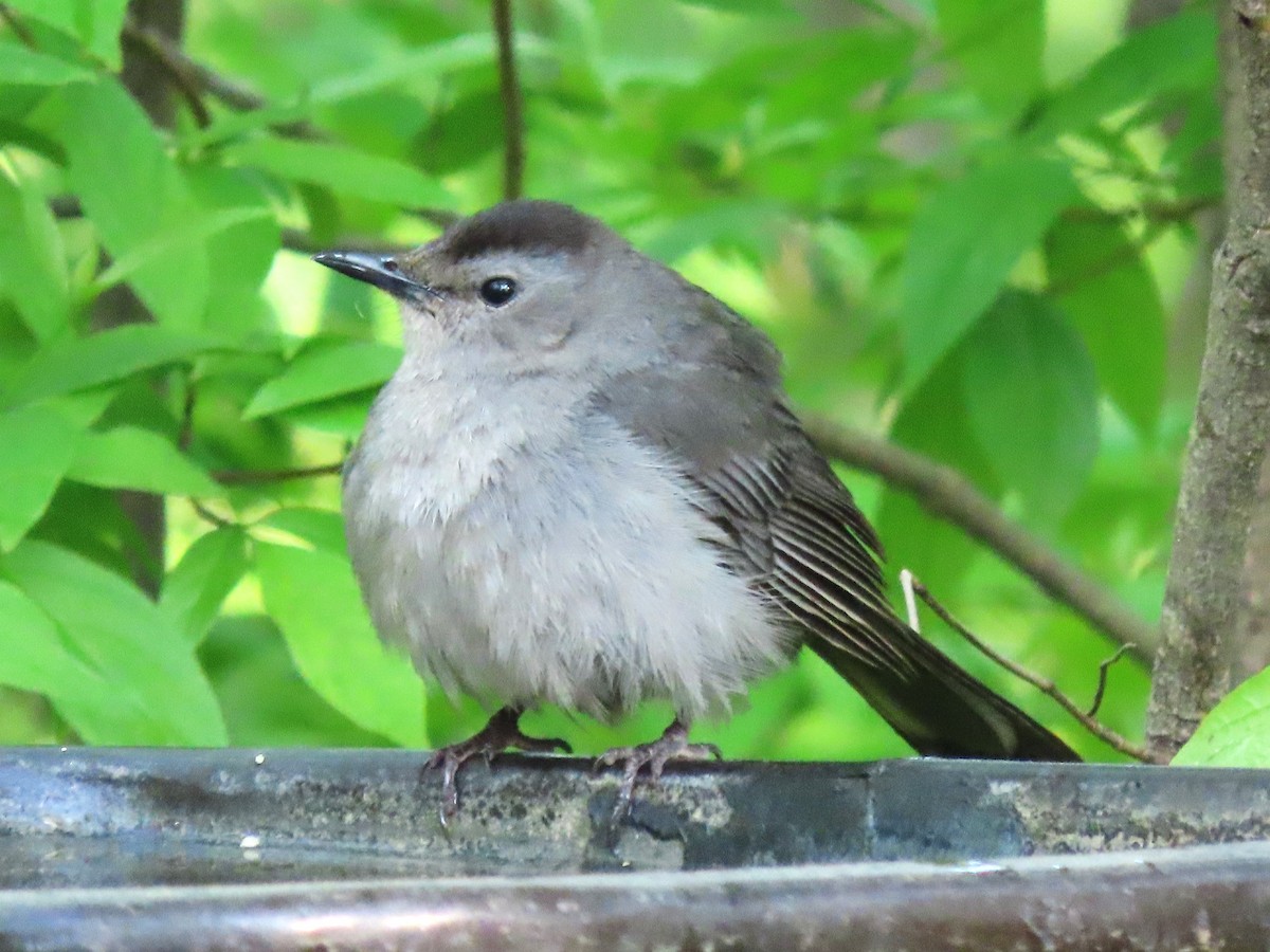 Gray Catbird - Dave&Kerry Sehloff