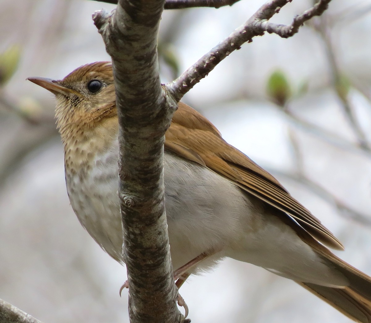 Veery - James Hirtle