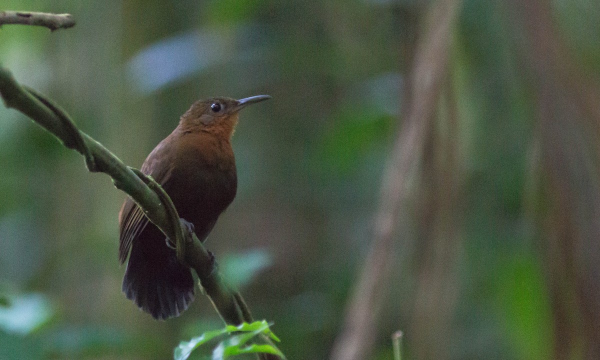 South American Leaftosser (Guianan) - ML61910581