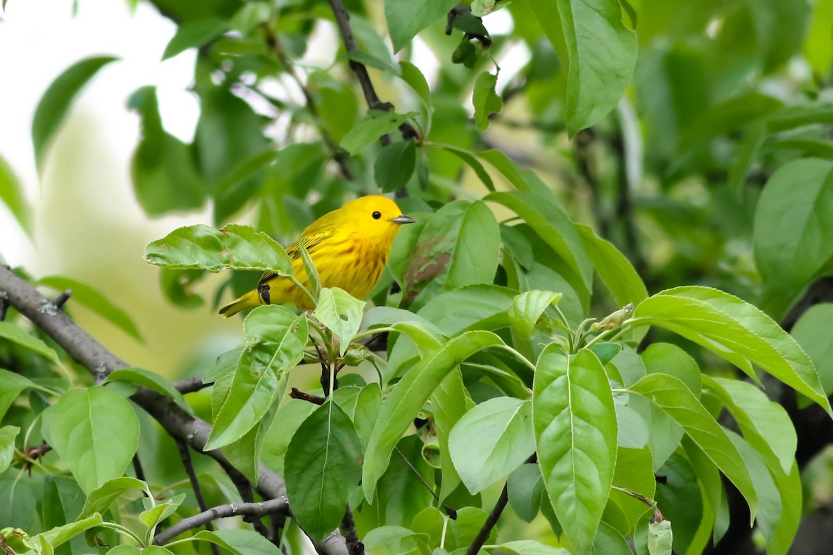 Yellow Warbler - François Rivet