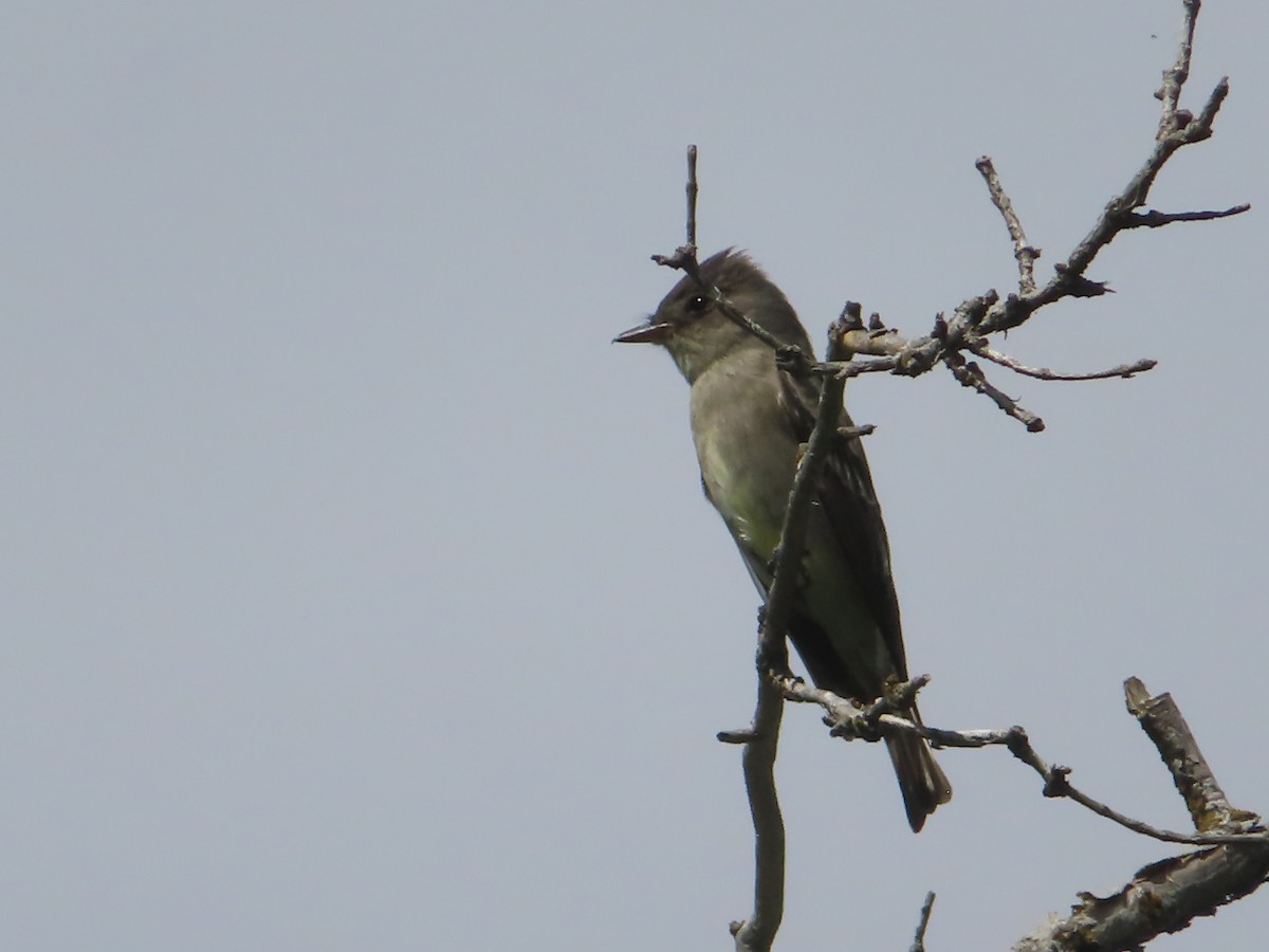 Olive-sided Flycatcher - J.A. Jensen