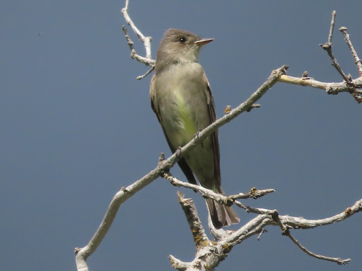 Olive-sided Flycatcher - J.A. Jensen