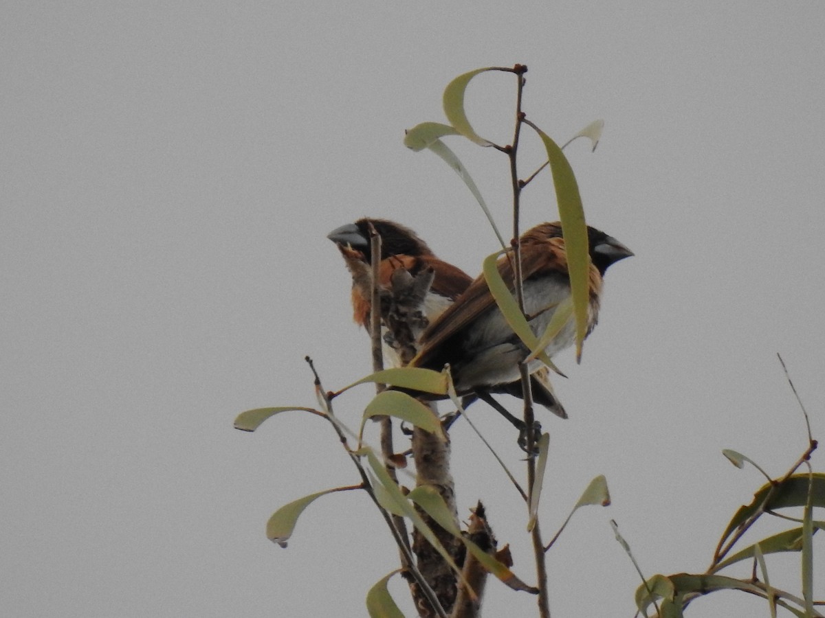 Chestnut-breasted Munia - Monica Mesch