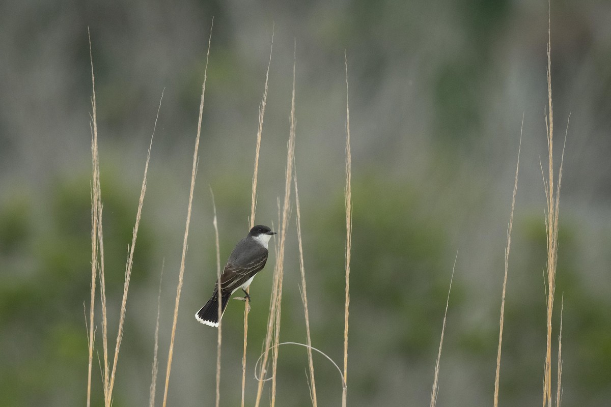 Eastern Kingbird - ML619105905