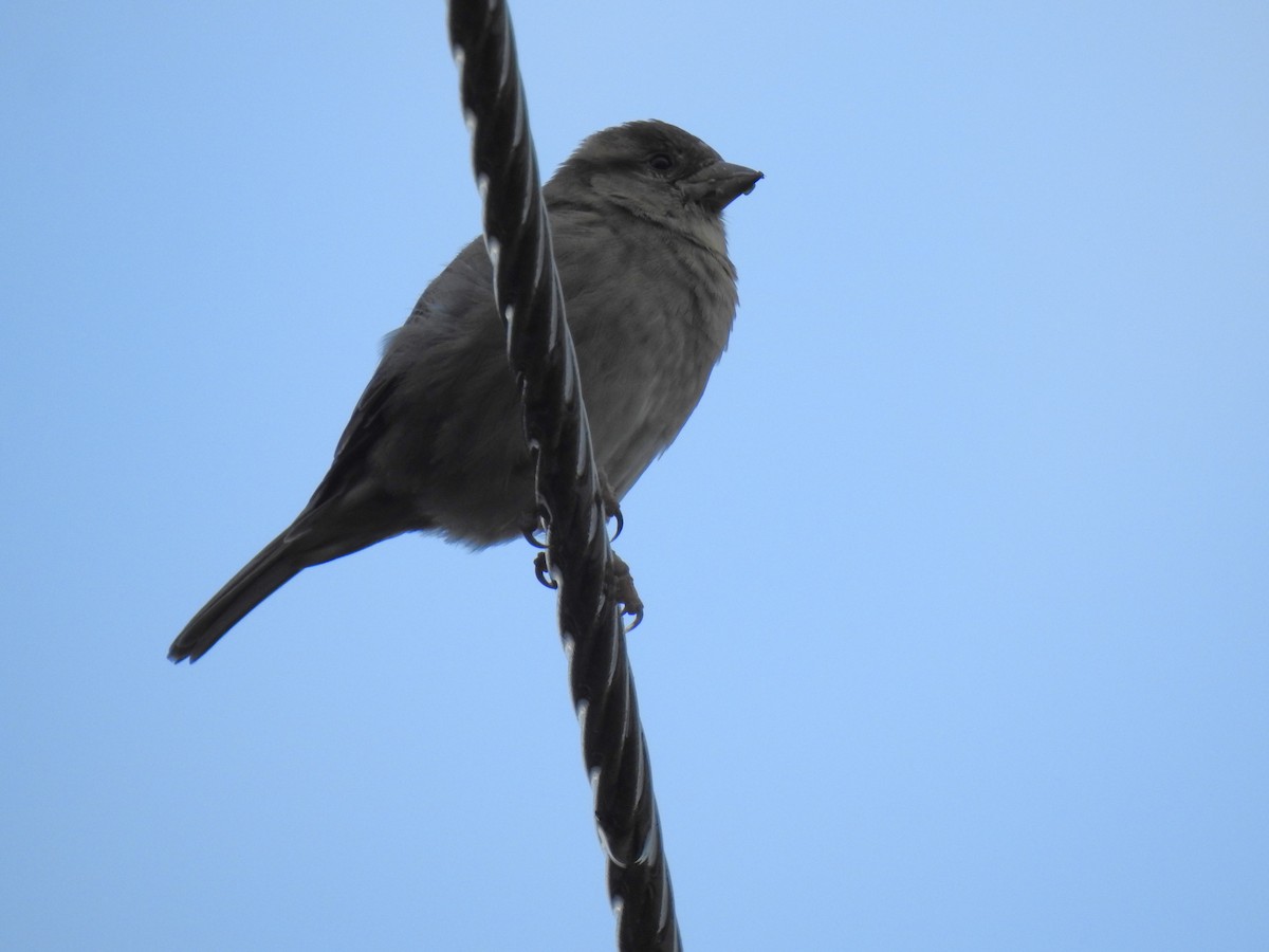 House Sparrow - Monica Mesch