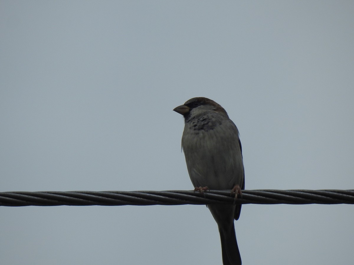 House Sparrow - Monica Mesch