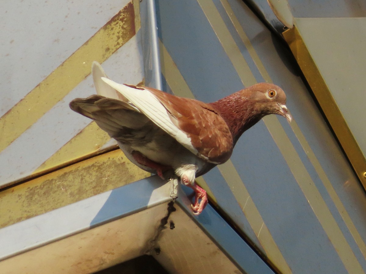 Pigeon biset (forme domestique) - ML619105923